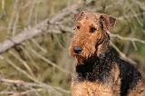 AIREDALE TERRIER 250